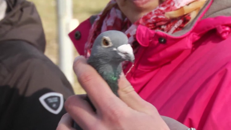 950_rybocice_ptaki.mp4