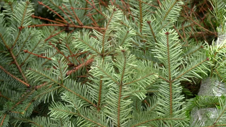 1134_10_choinki_puk_problem.mp4