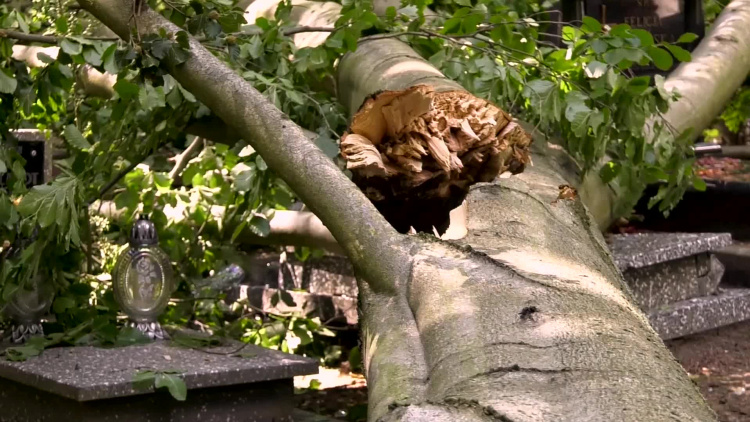 1181_02_cmentarz_drzewo.mp4