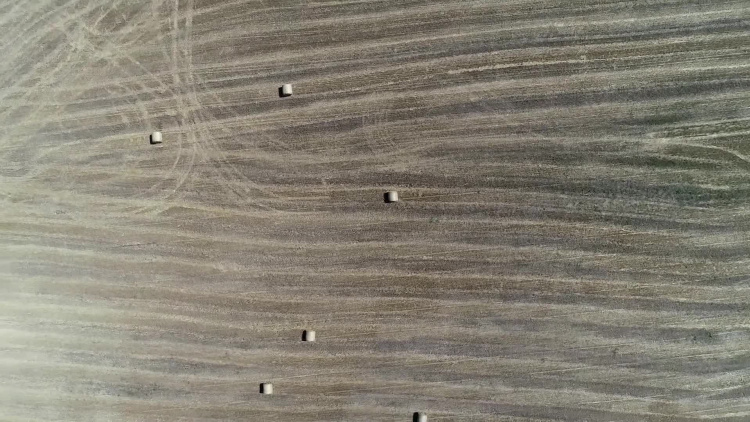 1198_gus_spis_rolny.mp4